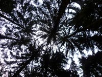 Naturfotographie Feuerwerk