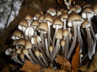 Naturfotographie Pilzarmee